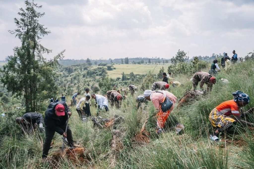 ኢትዮጵያ በአንድ ቀን 805 ሚሊዮን ችግኞች መትከሏን አስታወቀች