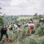 ኢትዮጵያ በአንድ ቀን 805 ሚሊዮን ችግኞች መትከሏን አስታወቀች