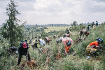 ኢትዮጵያ በአንድ ቀን 805 ሚሊዮን ችግኞች መትከሏን አስታወቀች